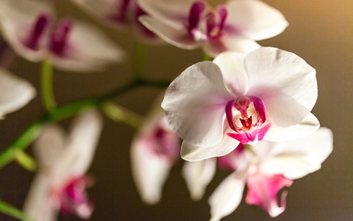 orchid-flowers-wallpapers-by-twalls-(5).jpg