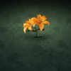 orange-flowers-wallpaper@wallpaperpassion.jpg