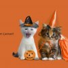 Animal-Halloween-Holiday-1024x1024.jpg