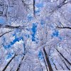 looking_up_through_trees_winter-wallpaper-1024x1024.jpg