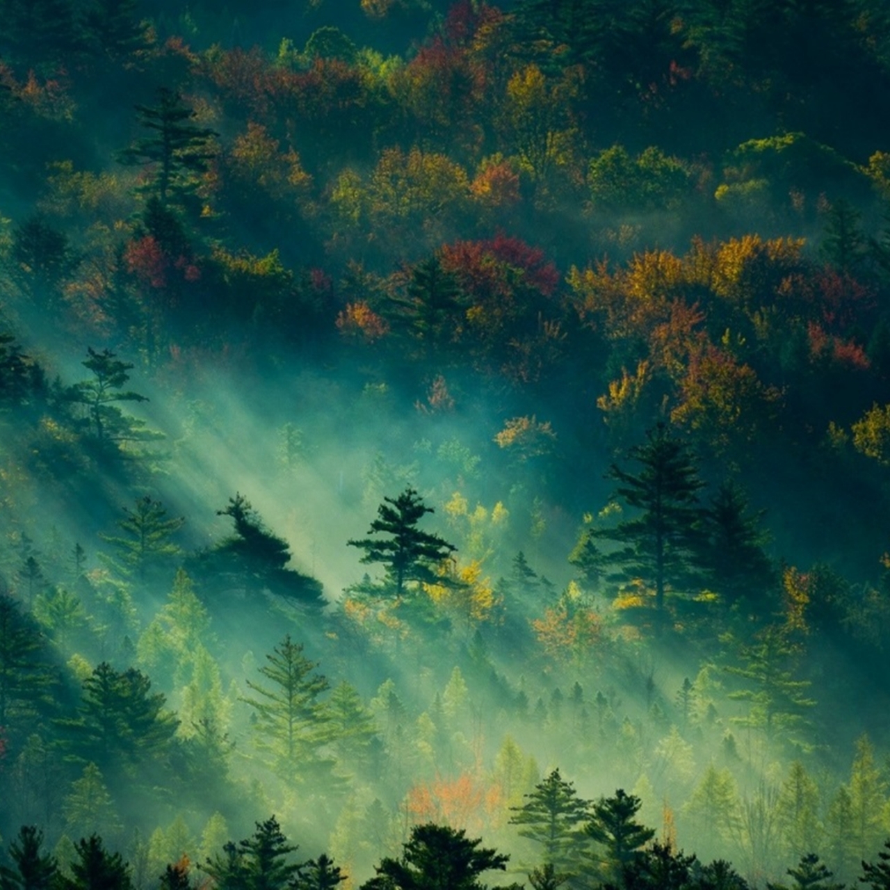 Khám phá với hơn 122 hình nền rừng núi mới nhất - thdonghoadian