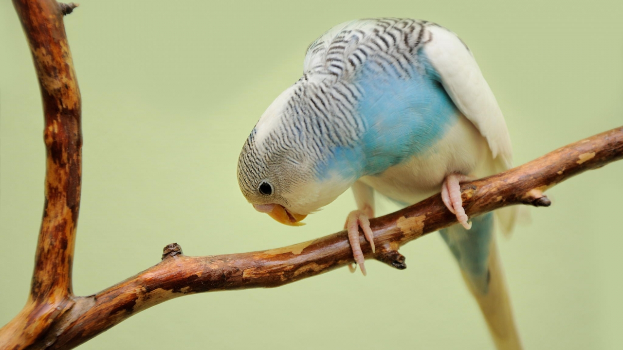 budgie resting on a dry branch