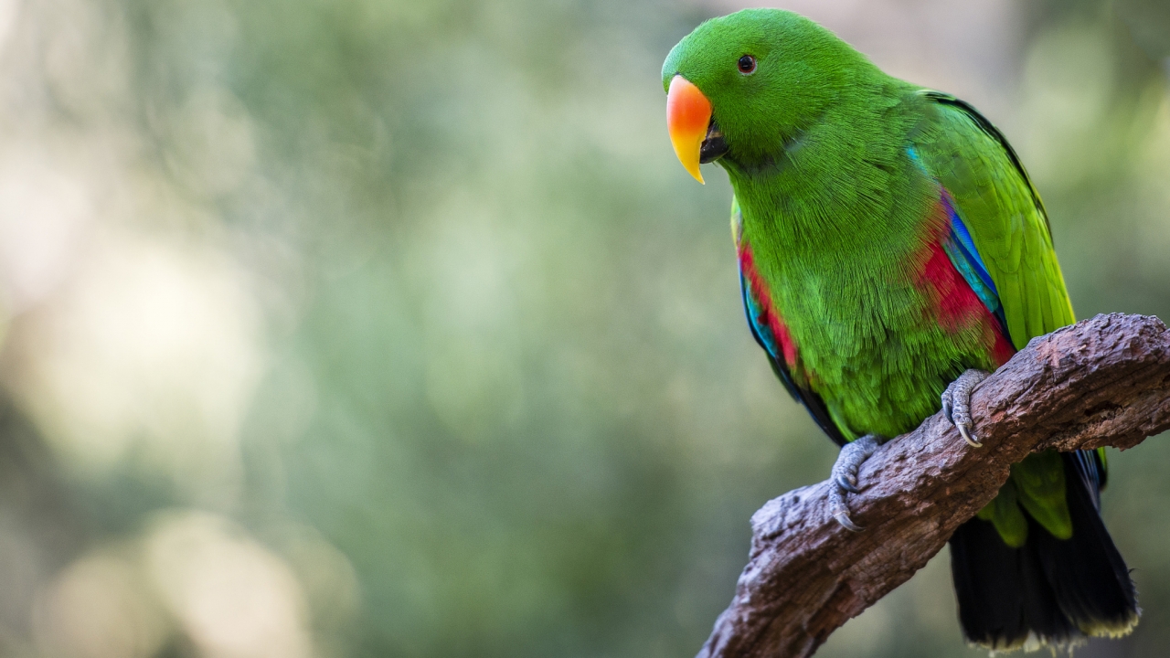 Parrot birds wallpapers by Telasm