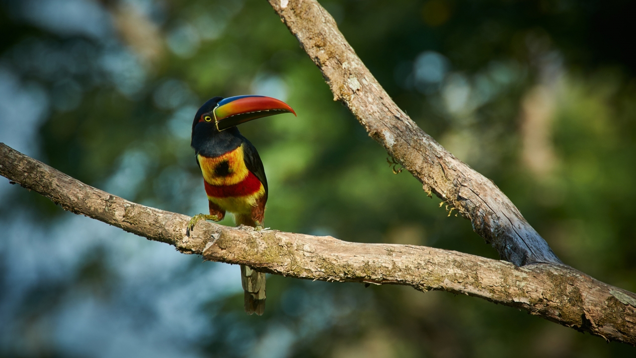 Toucan wallpapers by Telasm