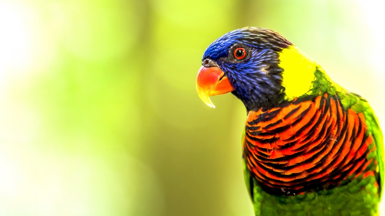 Parrot birds wallpapers by Telasm