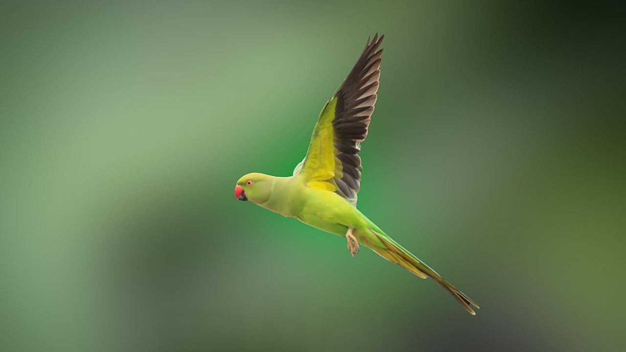 Parrot birds wallpapers by Telasm