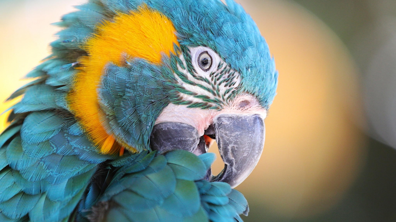 Blue-throated Macaw photographed in Sarasota, Florida.