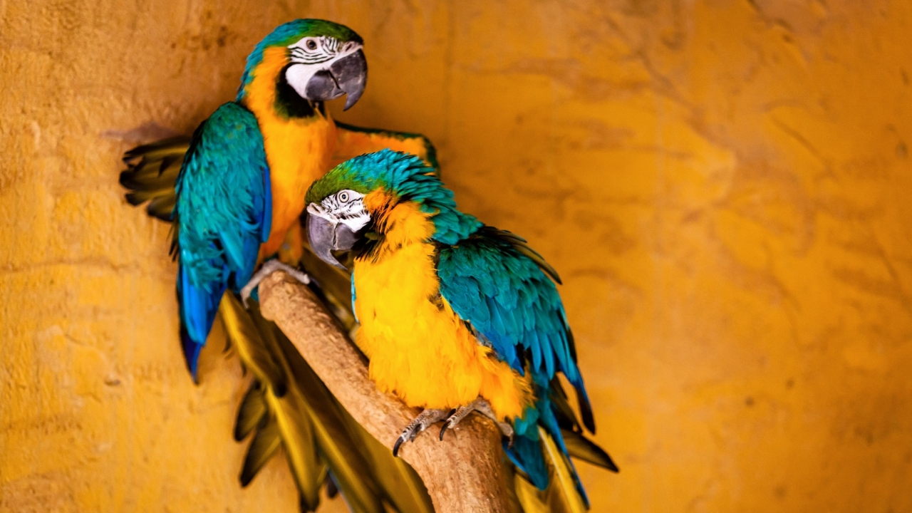 Parrot birds wallpapers by Telasm