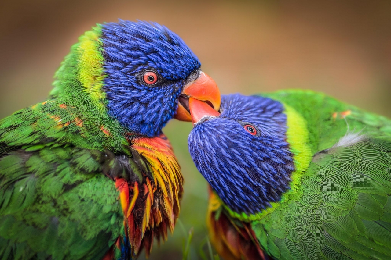 Parrot birds wallpapers by Telasm