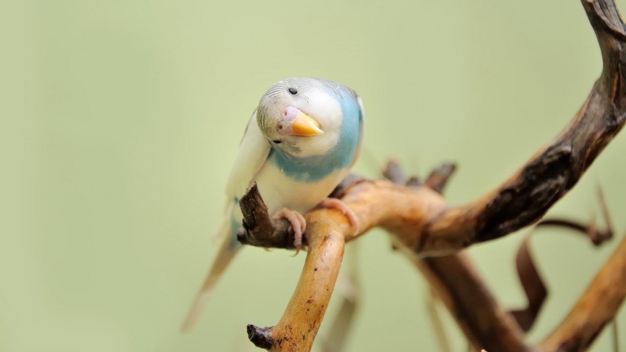 budgie resting on a dry branch