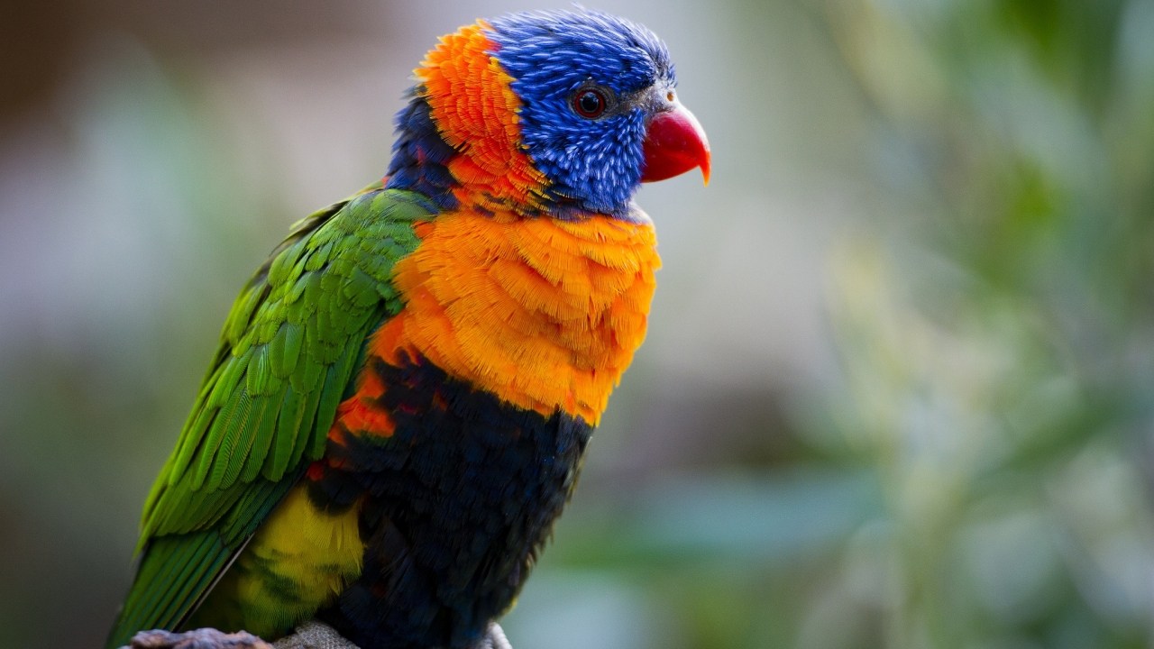 Parrot birds wallpapers by Telasm