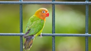 Parrot birds wallpapers by Telasm