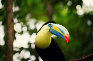 Toucan wallpapers by Telasm