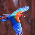 Parrot birds wallpapers by Telasm