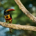 Toucan wallpapers by Telasm