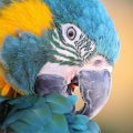 Blue-throated Macaw photographed in Sarasota, Florida.