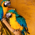 Parrot birds wallpapers by Telasm