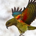 Parrot birds wallpapers by Telasm