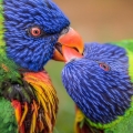 Parrot birds wallpapers by Telasm