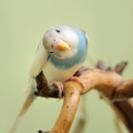 budgie