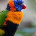 Parrot birds wallpapers by Telasm