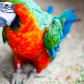 Parrot birds wallpapers by Telasm